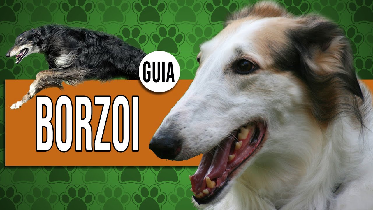 BORZOI - Tudo sobre a raça