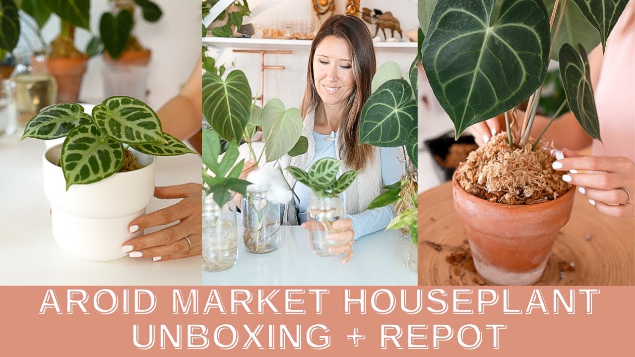 Aroid Market Houseplant Unboxing + Repot