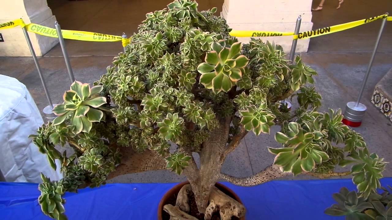 San Diego Cactus & Succulent Society Winter Show (2/14/15) 2/3