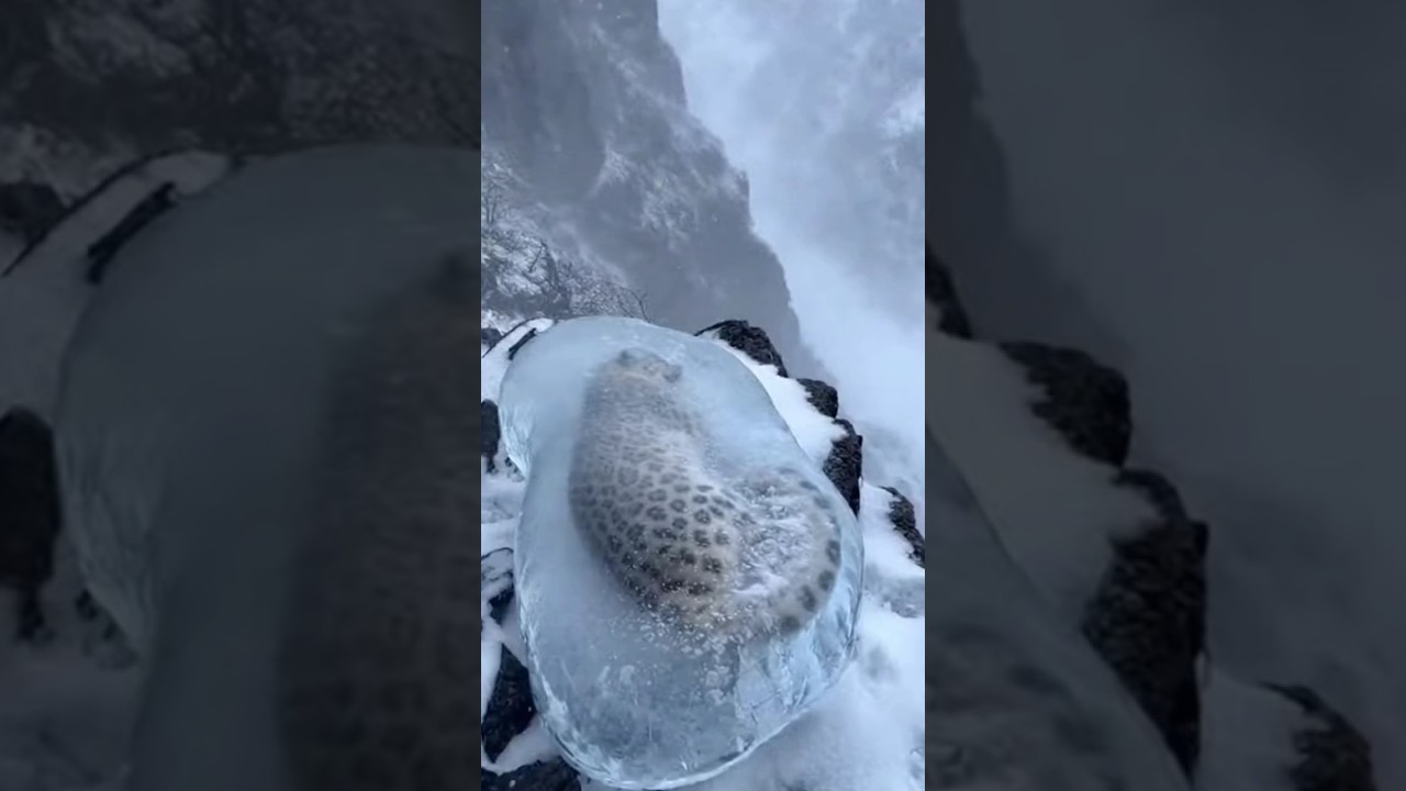 Frozen Snow Leopard Rescued From Solid Ice on Mountain Cliff! 🧊🐆 #Shorts