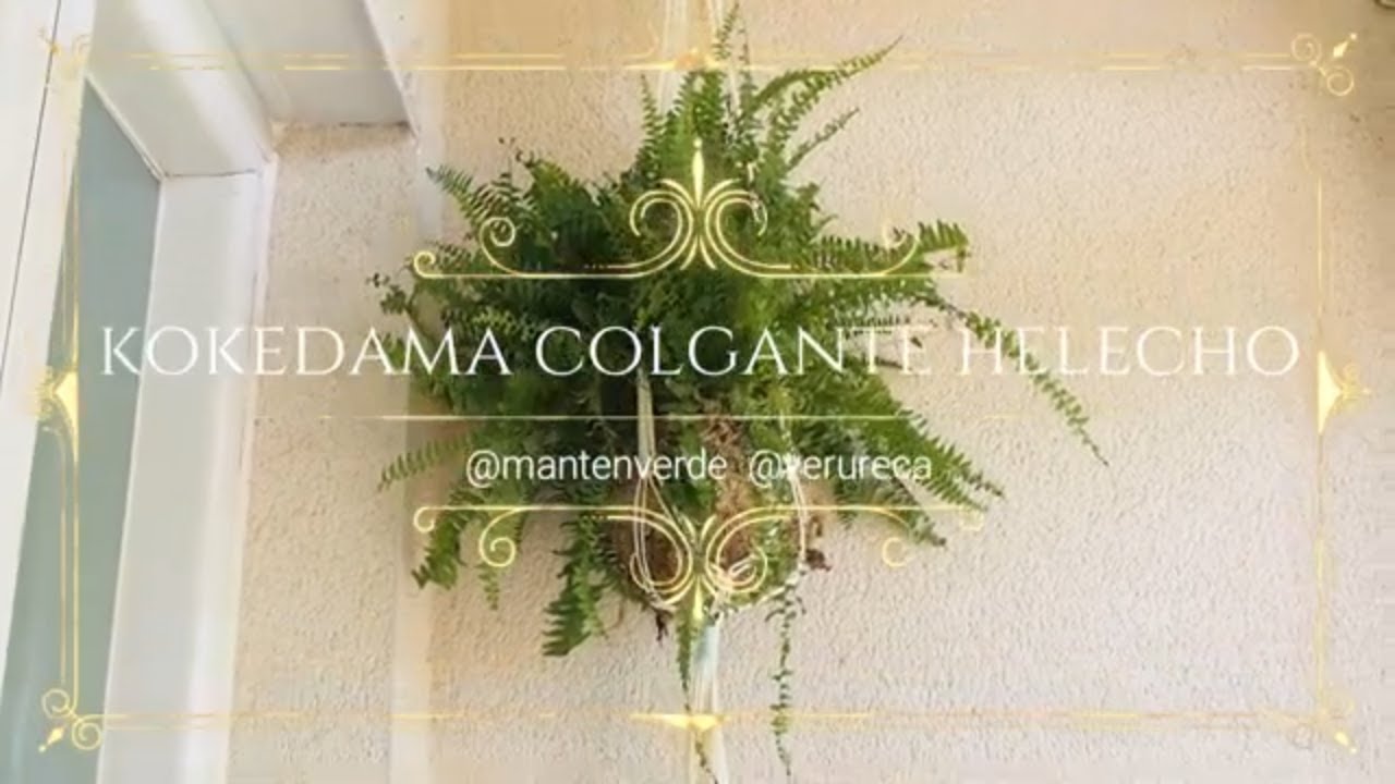 kokedama colgante / Helecho