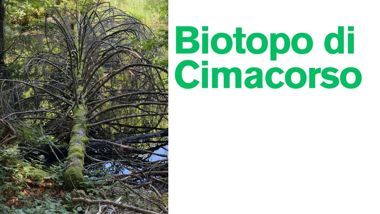 Biotopo Cimacorso #ampezzo #carnia #friuliveneziagiulia