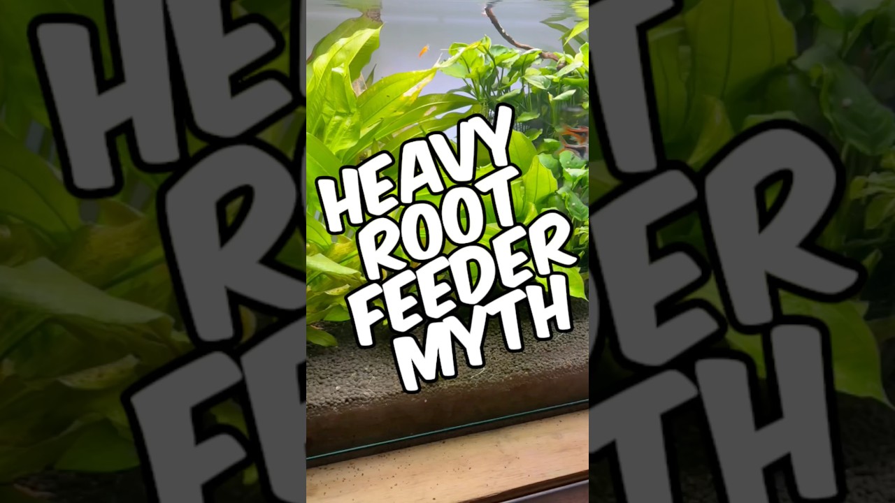 Debunking The Heavy Root Feeder Myth For Planted Tanks!