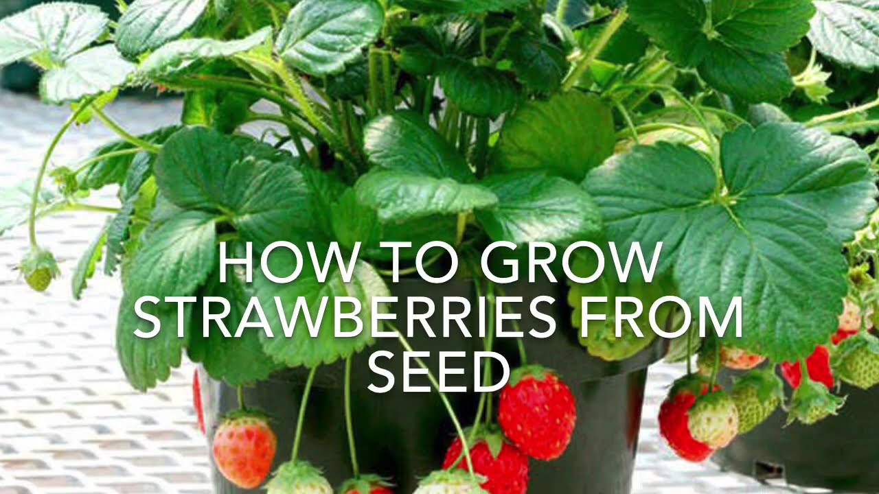 How to Grow Strawberries From Seed, Growing Strawberry ‘Temptation’
