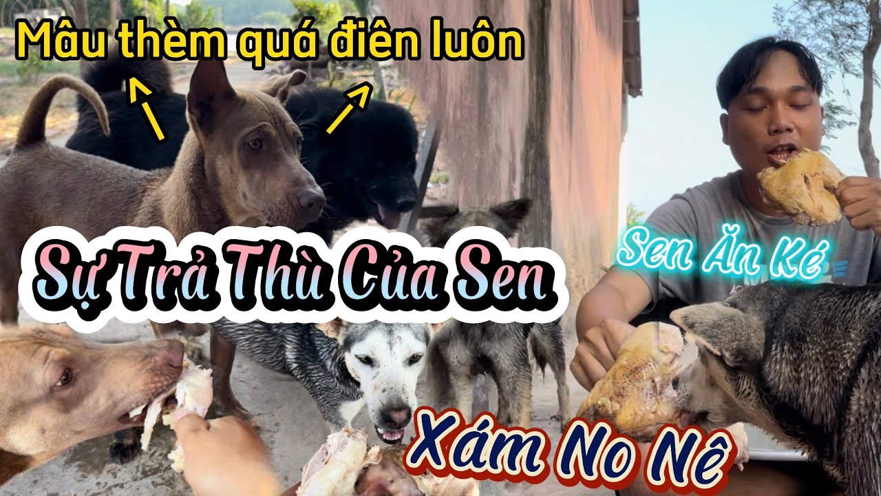 Sự Trả Thù Của Anh Sen - Phần Thưởng Dành Cho Xám - Mâu Thèm Quá Chạy Vòng Vòng