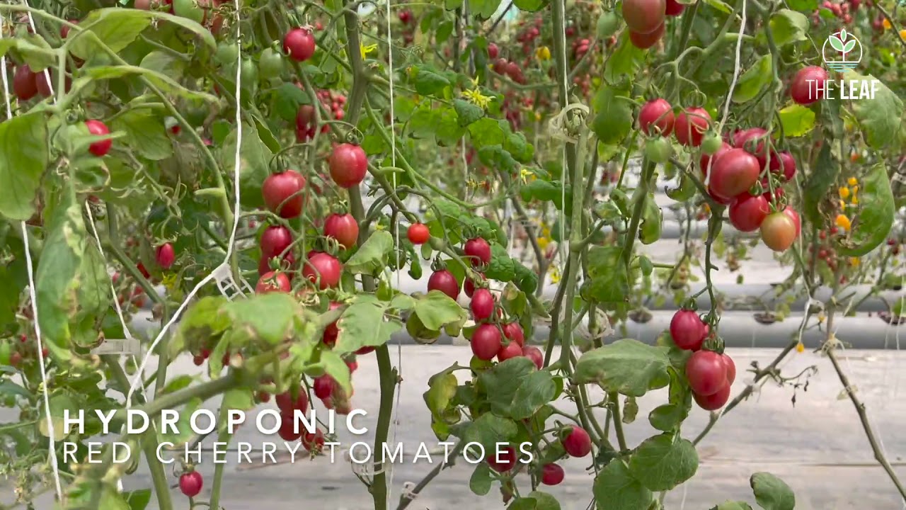Hydroponic Red Cherry Tomatoes