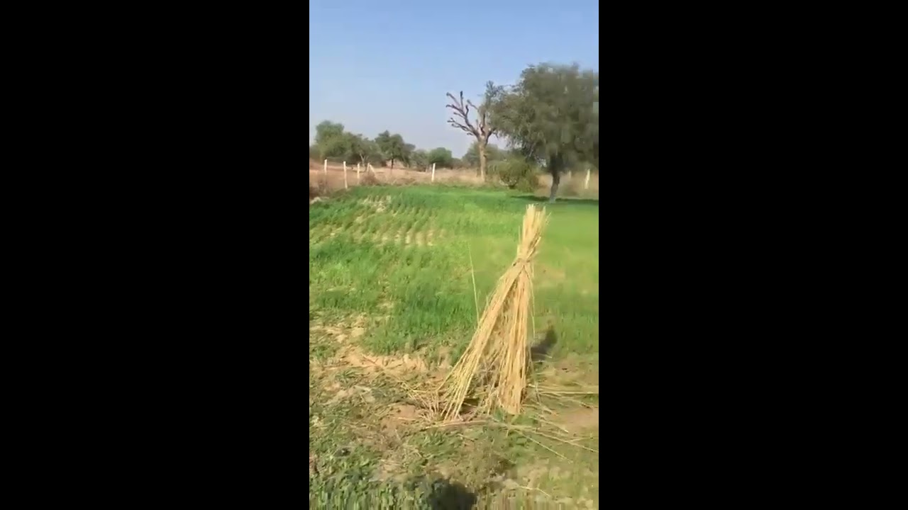 Rajasthan : 12.5 Acre Of Agricultural Land For Sale Located At Pilani, Jhunjhunu District