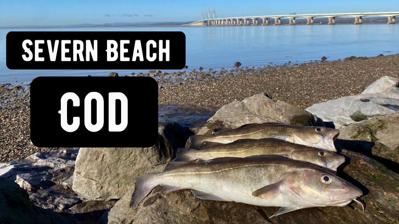 Cod Fishing at Severn Beach..... Bristol Channel Cod Fishing