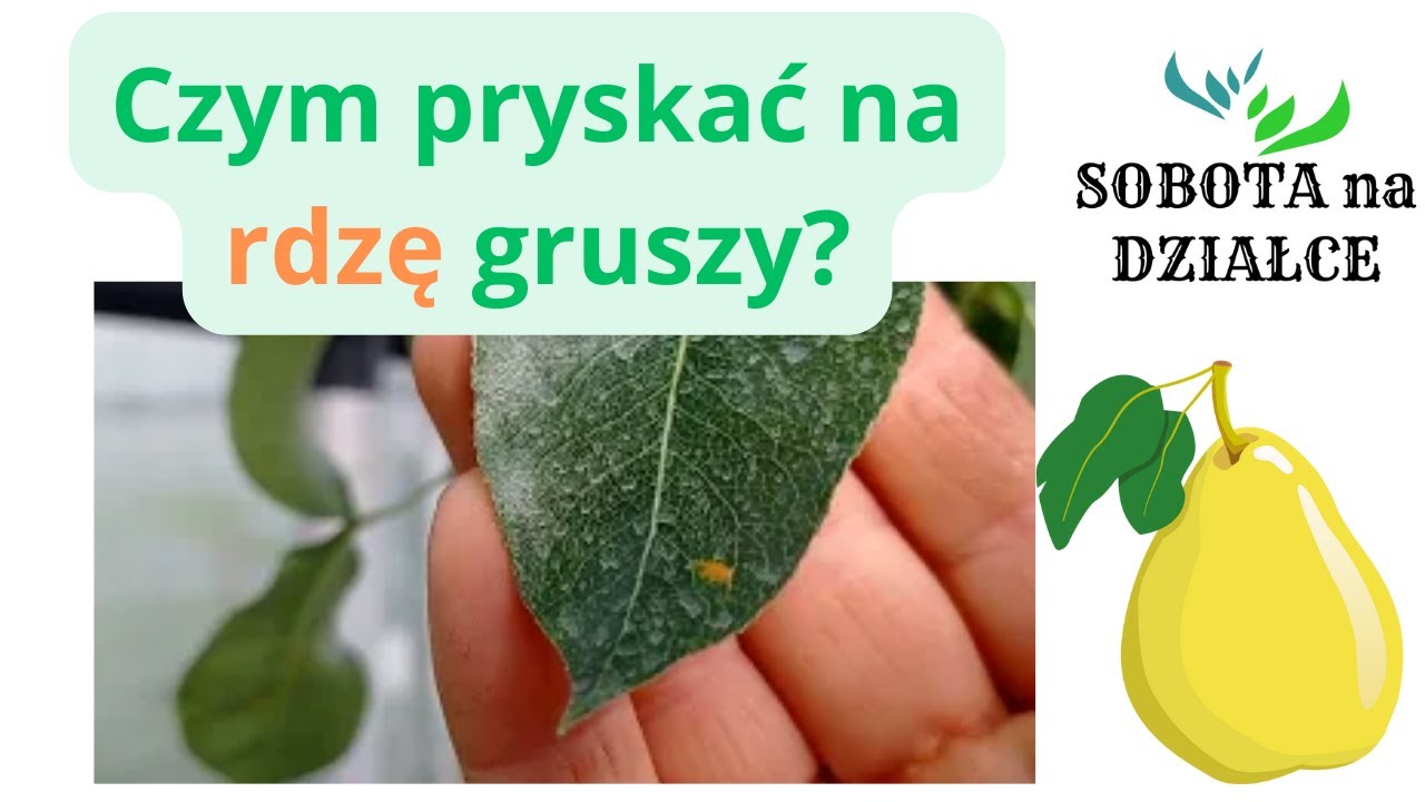Czym opryskiwać rdzę gruszy?🍐