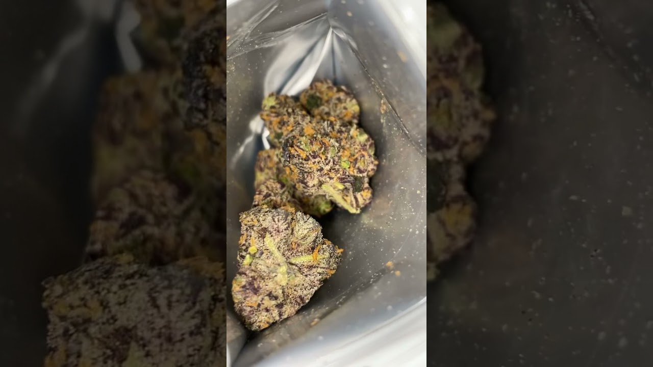 Bompton Berries  &bull; Strain Review #Backpackboyz #5PointsLA #CaliPacc🔥🔥🔥🔥