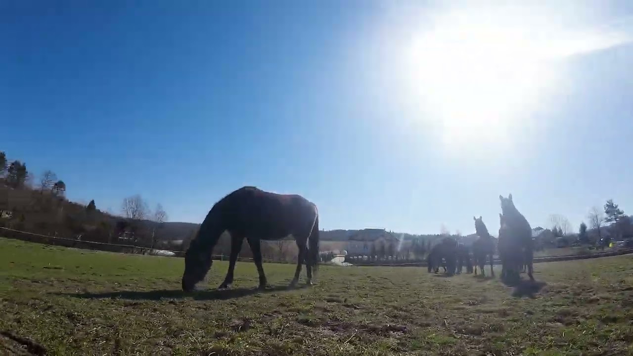 Stajnia Karino w Brezce konie na wypasie :)