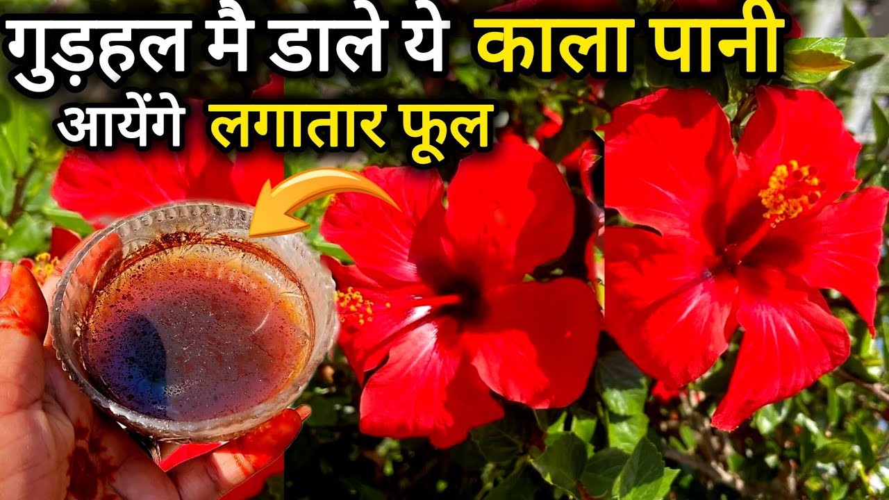 गुड़हल के पौधे मै आयेंगे अनगिनत फूल डाले ये घर के कचरे से बना हुआ खादHibuscus plant care&fertilizers