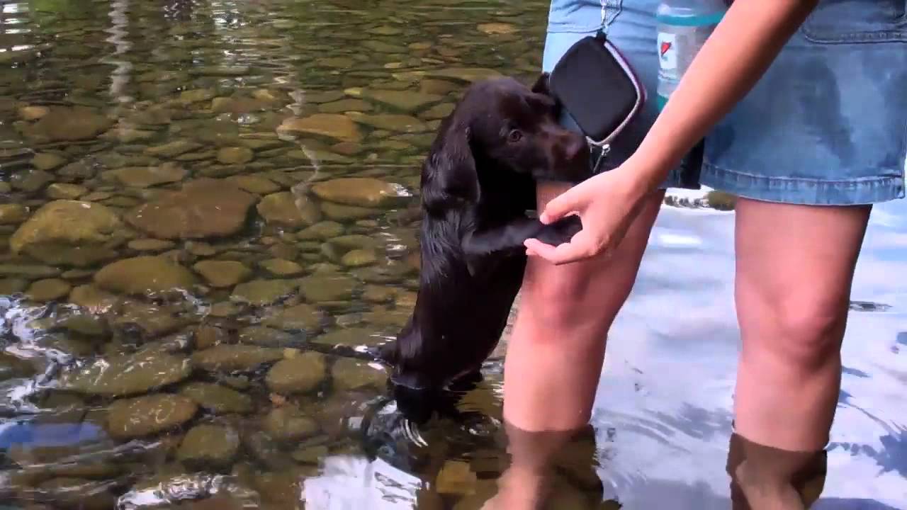 CHOCOLATE LAB PUPPY FIRST TIME SWIMMING!
