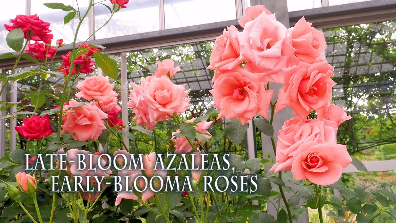 Late-bloom Azaleas, Early-blooma Roses. 遅咲きのツツジ、早咲きのバラ #塩船観音寺