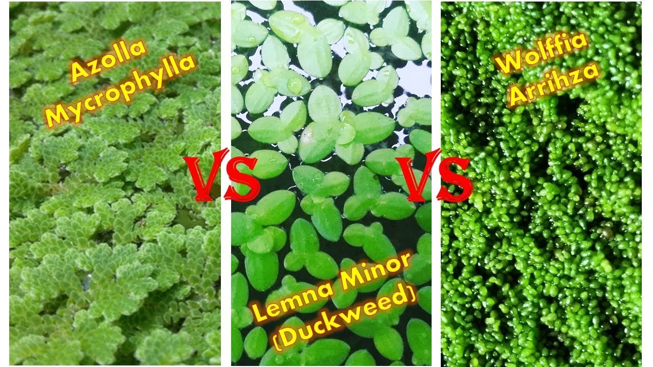 Ulasan Lengkap Azolla Mycrophylla - Lemna (Duckweed) - Wolffia Arrihza