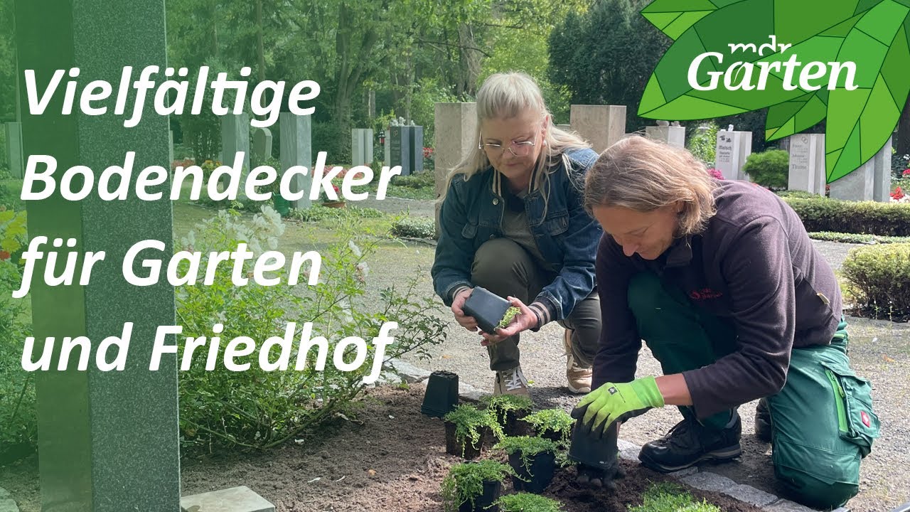 Sonnenliebende Bodendecker für vielseitigen Einsatz | MDR Garten