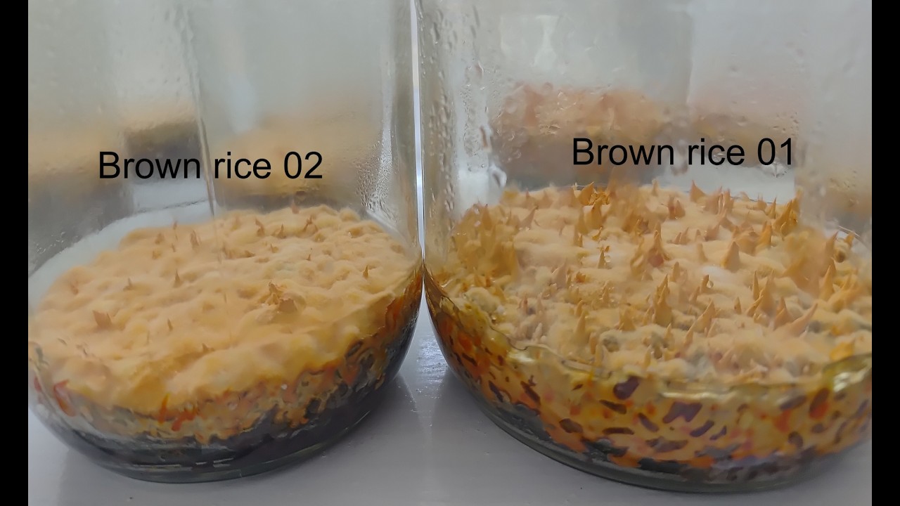Cordyceps Success Starts Here — Rice Selection & Incubation Secrets