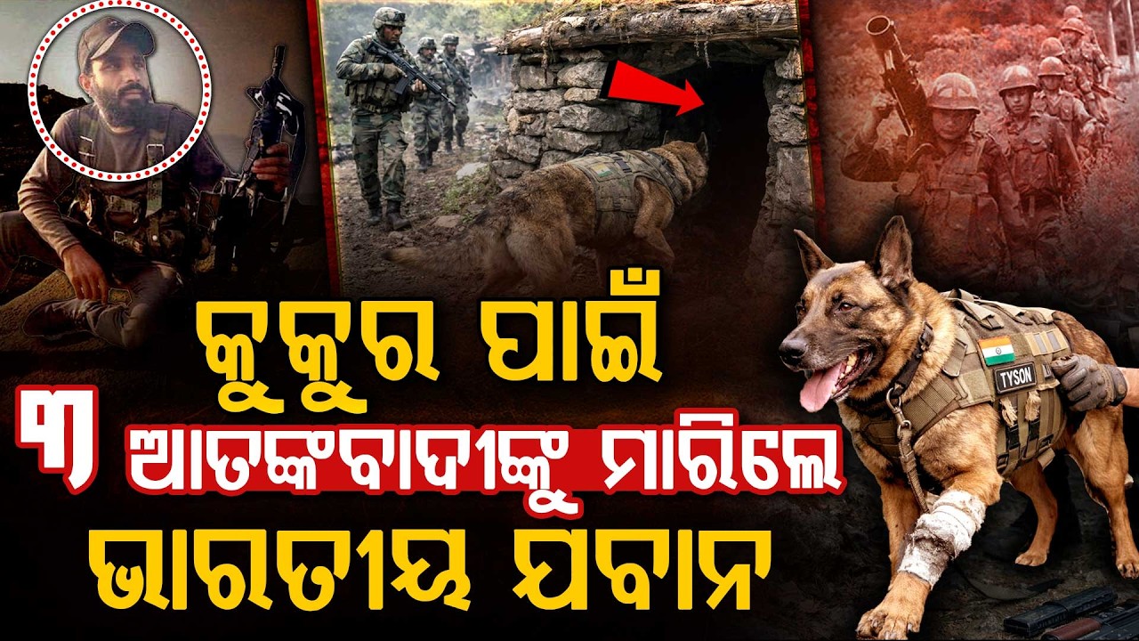 ଆତଙ୍କବାଦୀଙ୍କ କାଳ ସାଜିଲା ଟାଇସନ.. || Brave Army Dog Tyson Kills 3 Terrorists in Encounter