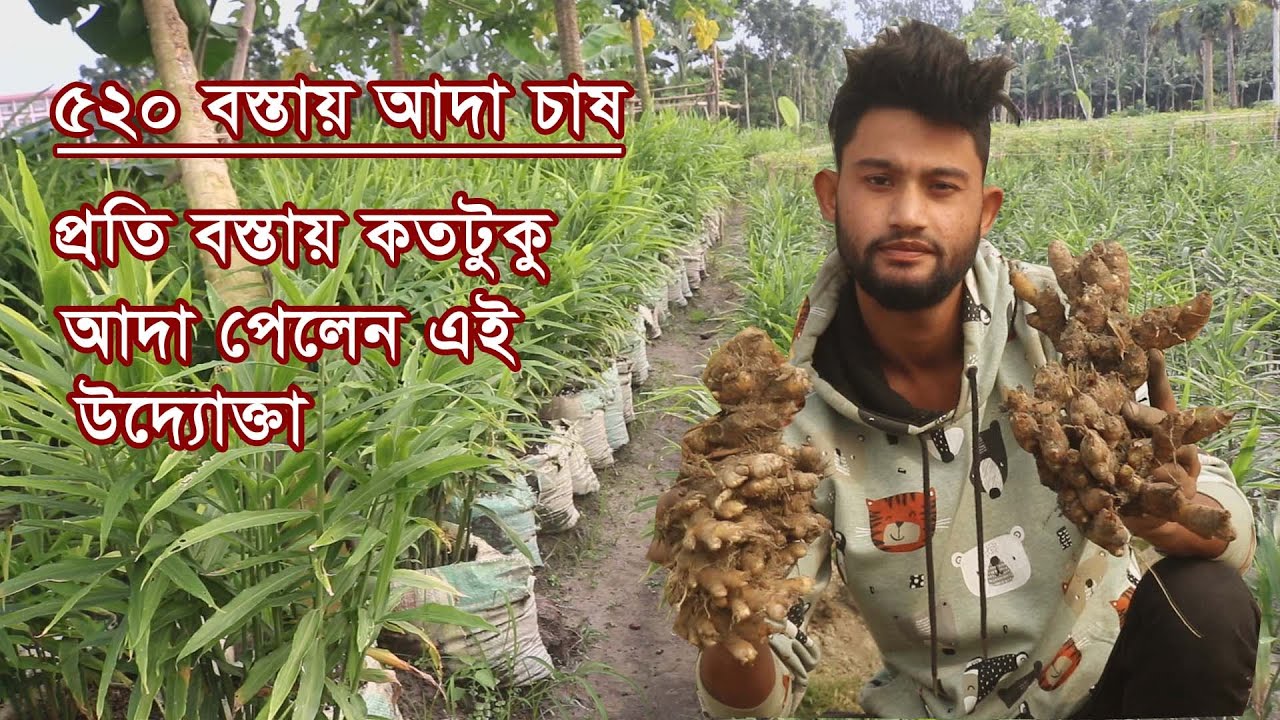 প্রতি বস্তায় কত কেজি আদা পেলেন উদ্যোক্তা সোহেল রানা | Ginger Cultivation in Sacks