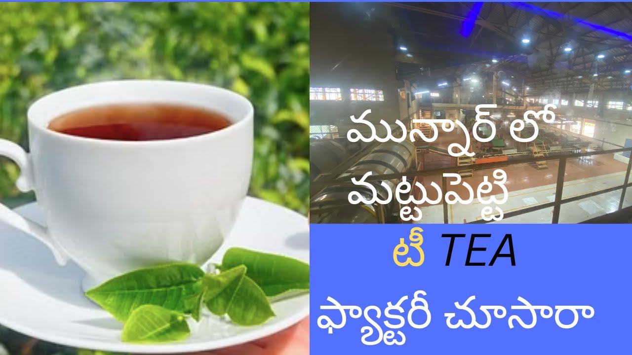 MATTUPETTY TEA FACTORY VISIT|Munnar|