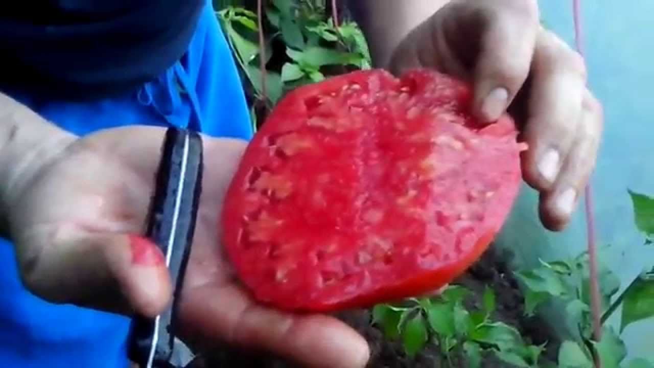 Džinovski paradajz Jabučar