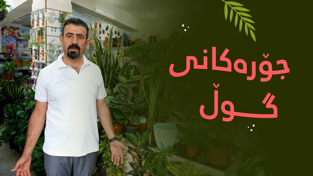 جۆرەکانی گوڵ