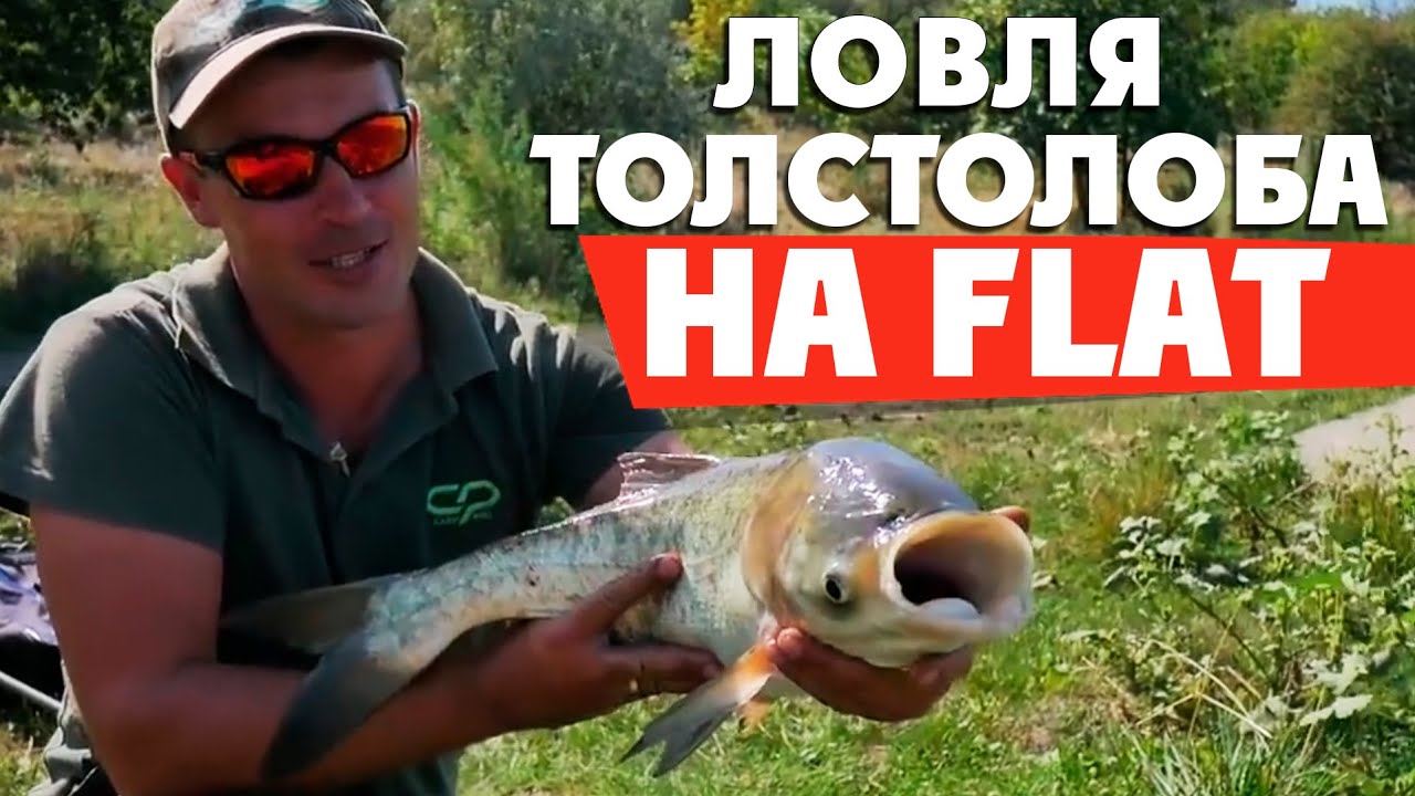 Ловля толстолоба на FLAT фидер! КАК ЛОВИТЬ ТОЛСТОЛОБА?!
