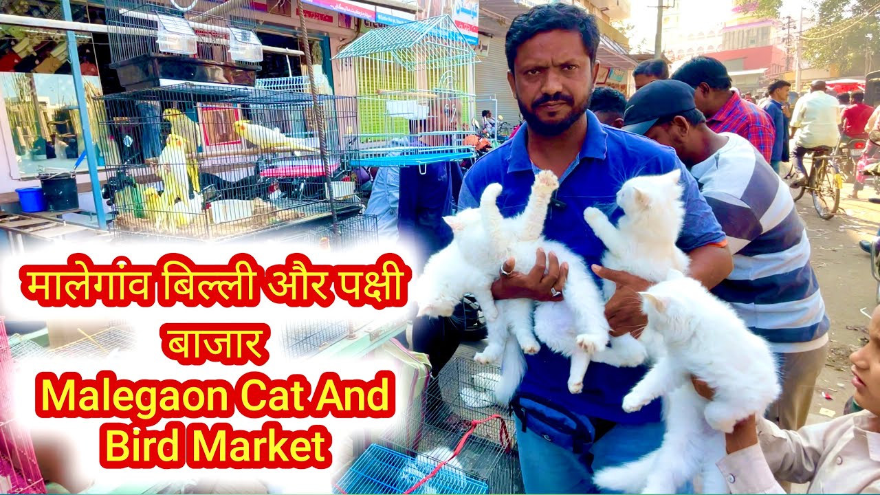 मालेगांव बिल्ली और पक्षी बाजार // Malegaon Cat And Bird Market (127)