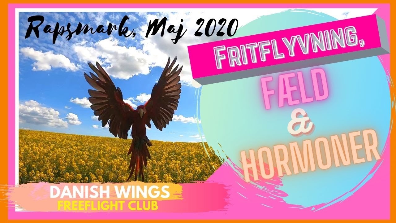 Fritflyvning med Ara, fæld og papegøje hormoner