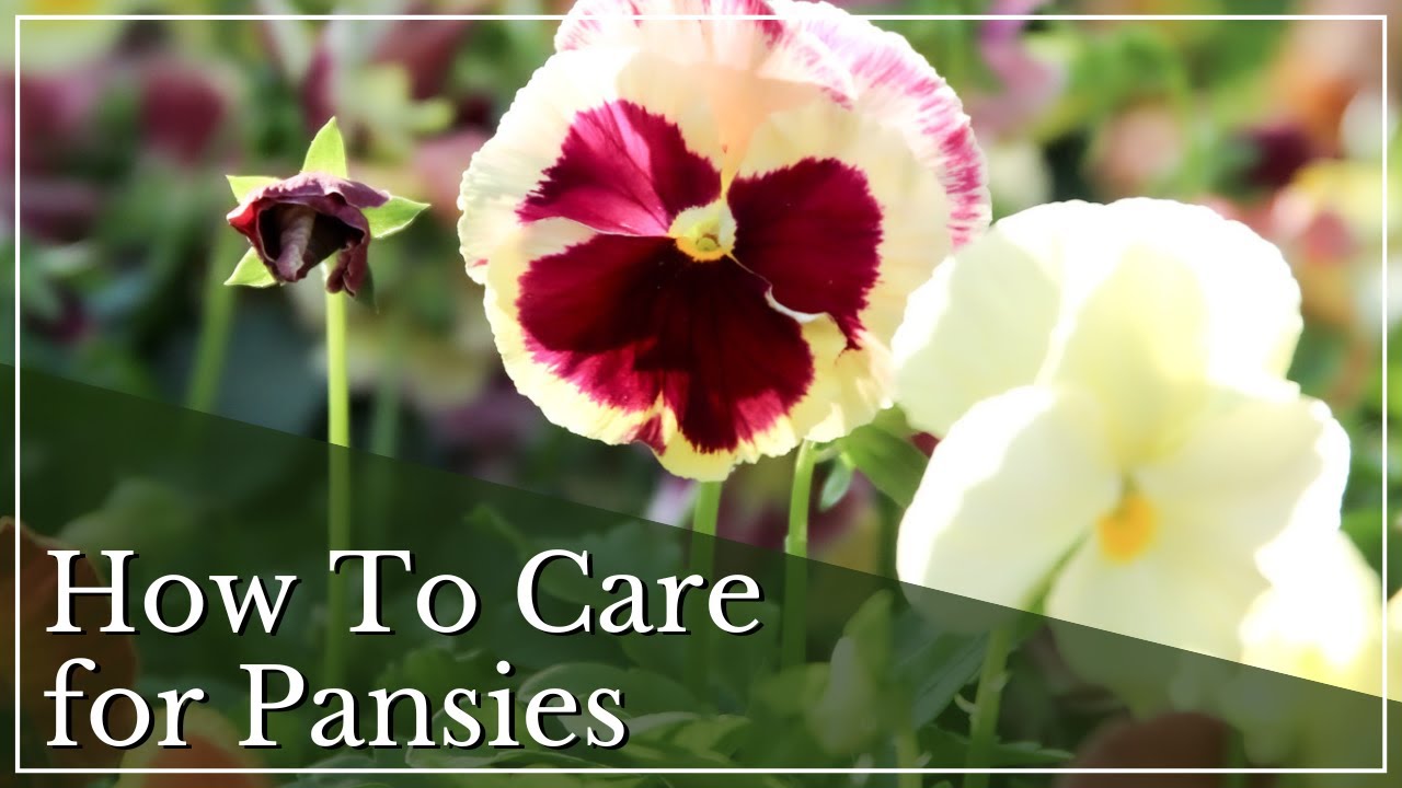 How To Care for Pansies | Planting Pansies | Growing Pansies | Caring For Cold Weather Flowers