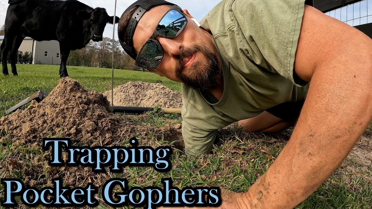 Trapping Pocket Gophers (How To)