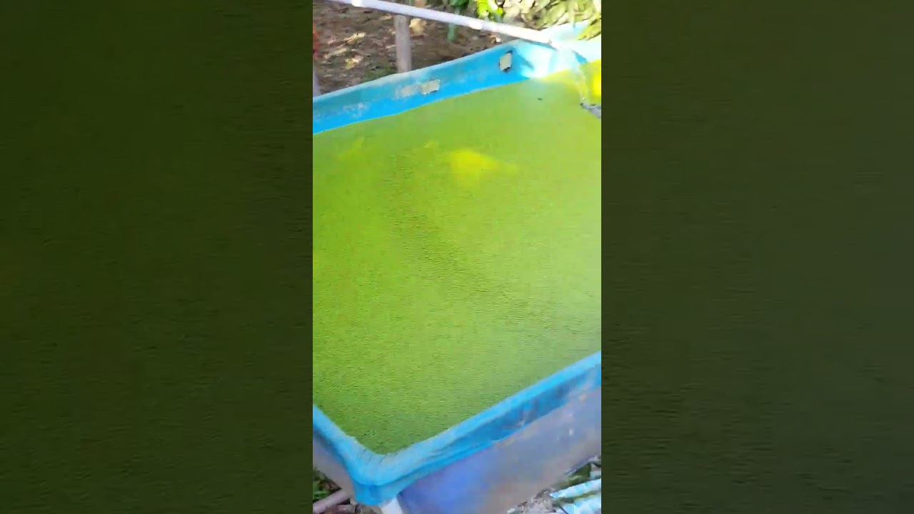 75% de gasto com ra&ccedil;&atilde;o de peixe nunca mais @ lentilha d'&aacute;gua @recantodomumu2603