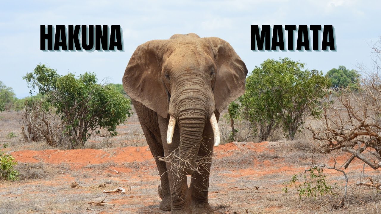 Il mio viaggio in KENYA: Safari, Watamu e Marafa