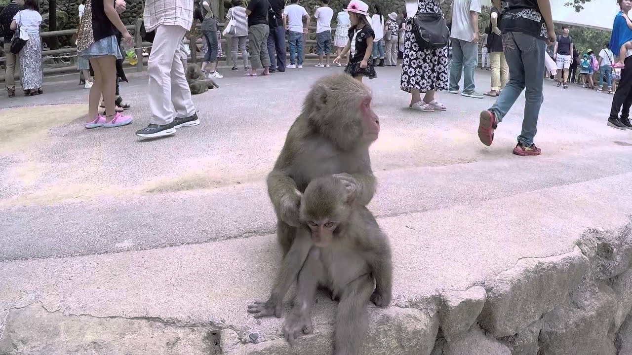 Macaca fuscata / Makak japoński / Japanese Macaque