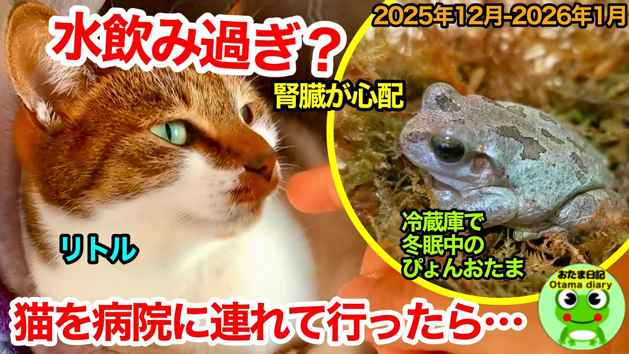 おたま日記310 リトルの体調が心配で、病院に連れていきました。冷蔵庫冬眠中のぴょんおたま、冬の家庭菜園他（2025年12月13日-2026年1月9日）