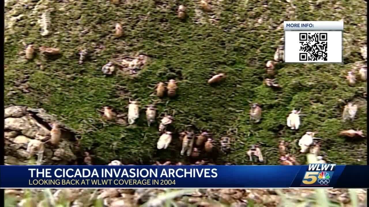 Archives: What Cincinnati’s cicada emergence looked like in 2004