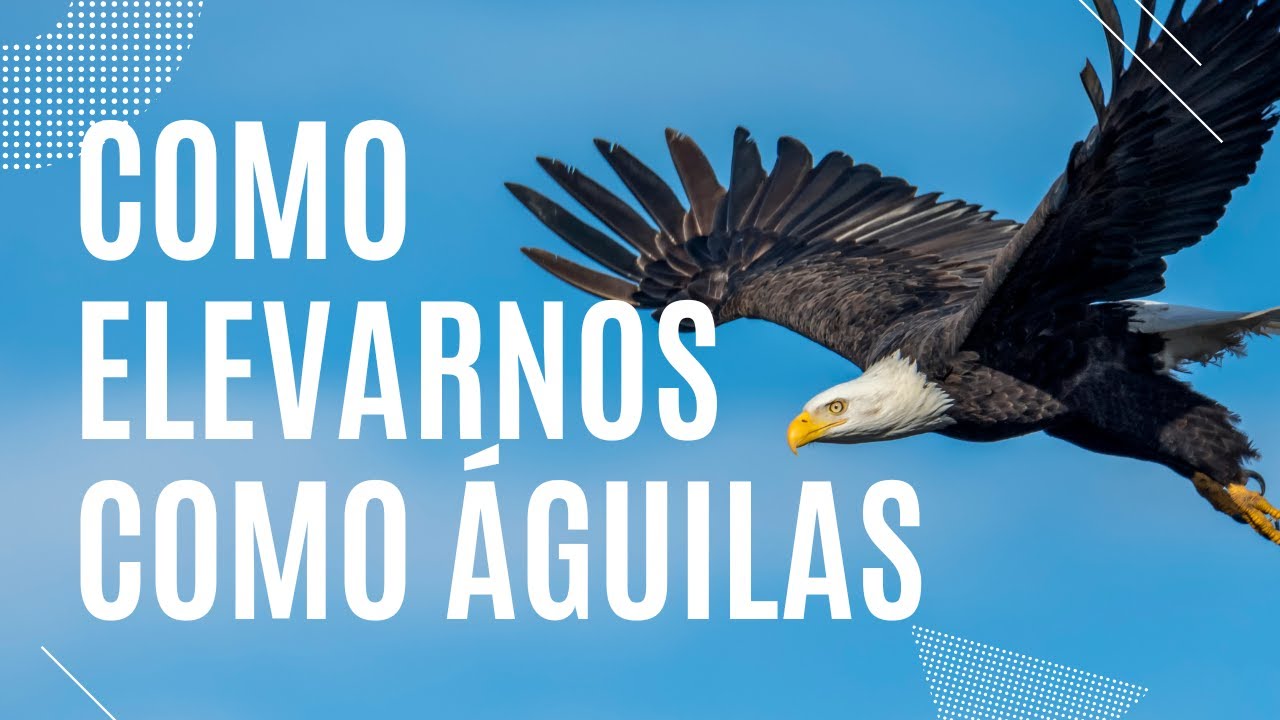 Como elevarnos como águilas