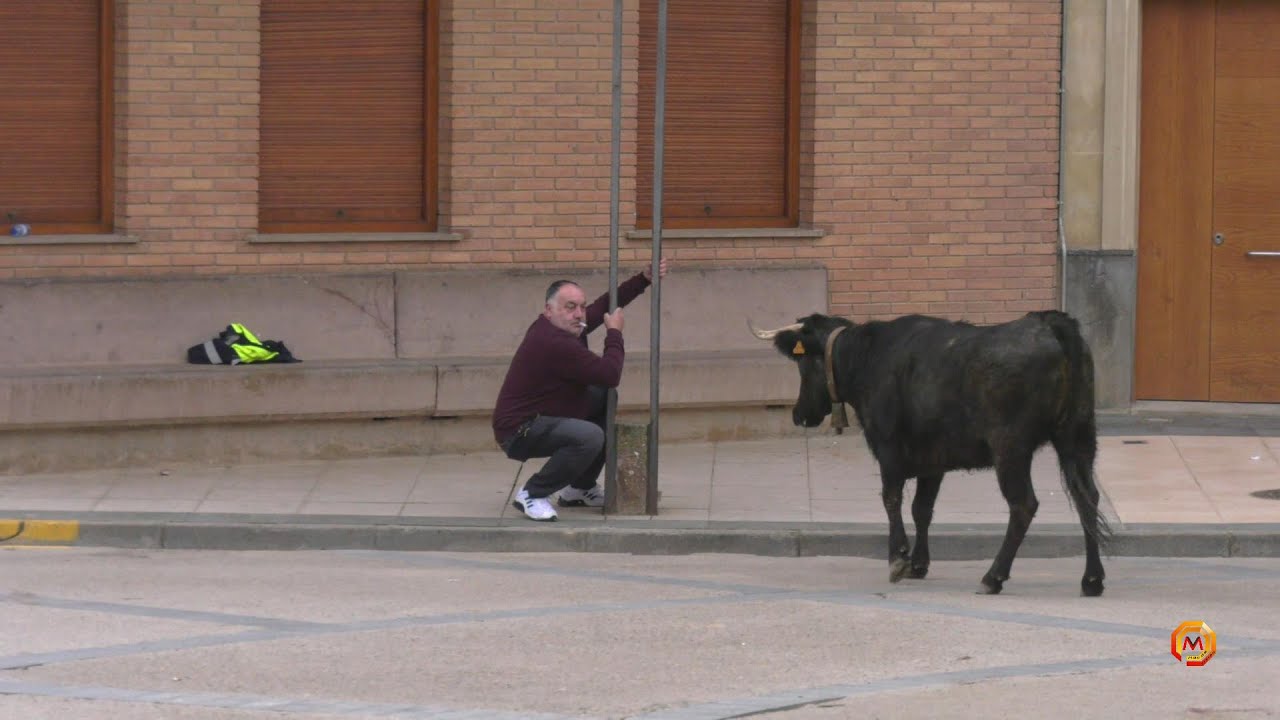 Tv Aldeanueva de Ebro - 01/01/2026 - Resumen Encierro Gan. Eulogio Mateo.