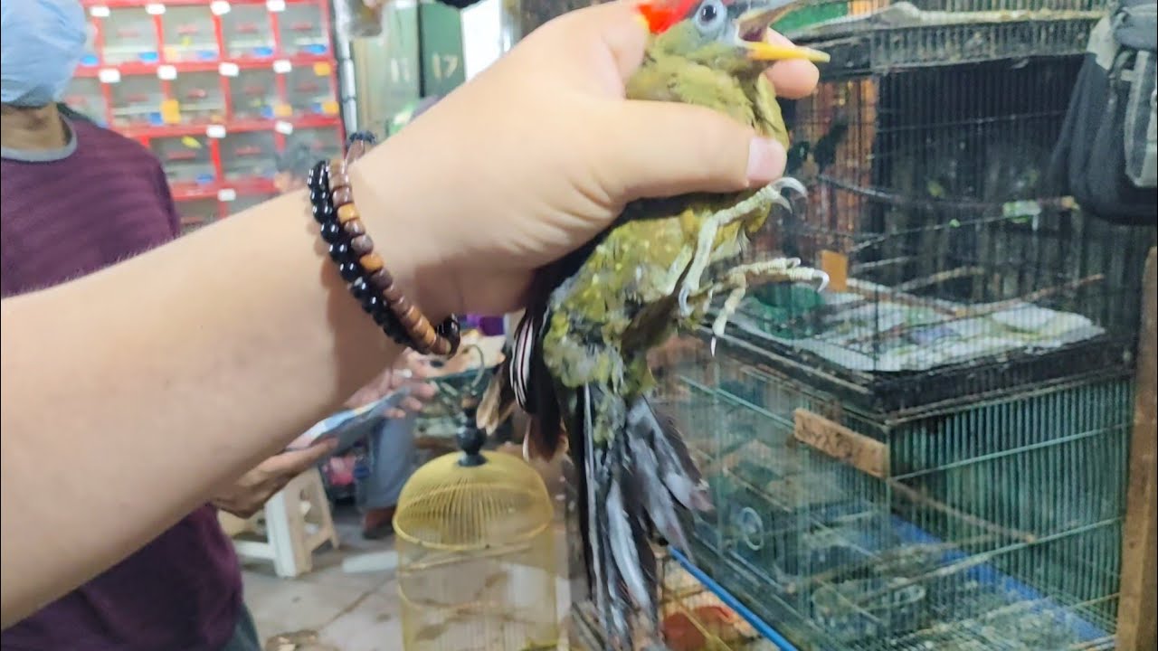 BURUNG INI SANGAT UNIK JARANG DI JUMPAI TERNYATA DI SINI.