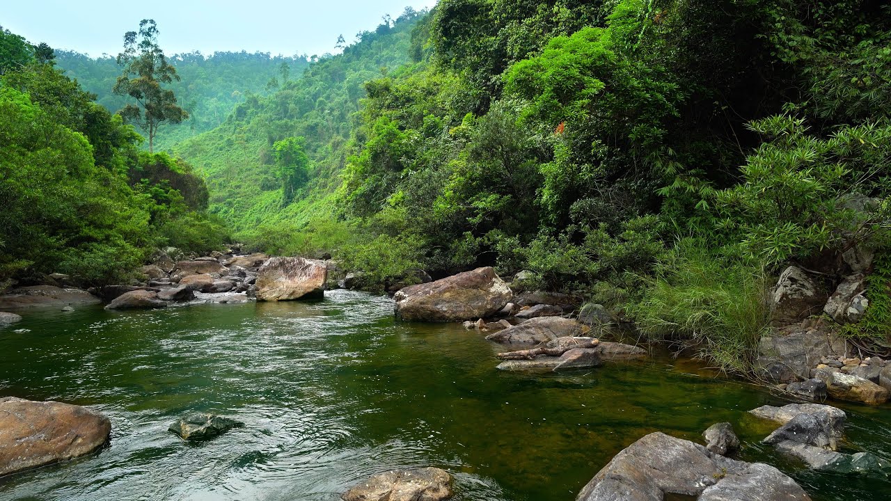 Pleasant Sound of a Flowing Stream, the Whispers of Small Birds,  Forest Soundscape