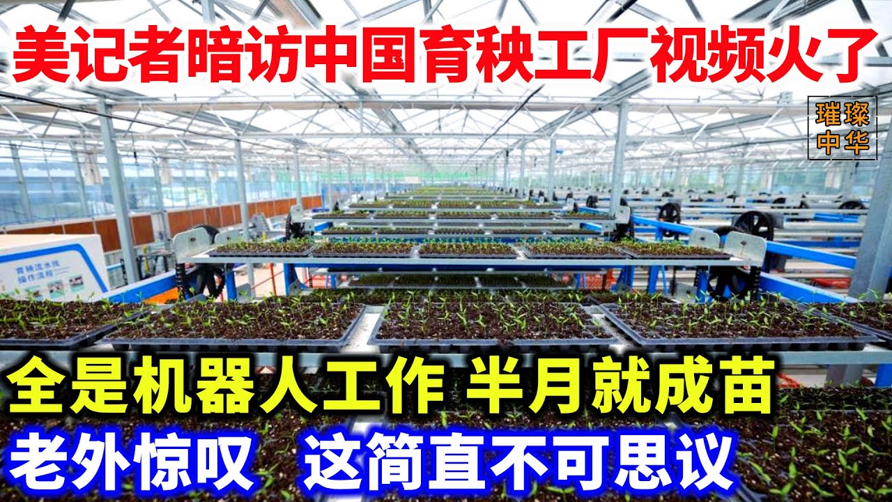 美记者暗访中国育秧工厂视频火了！#工厂 #种植业 #科技