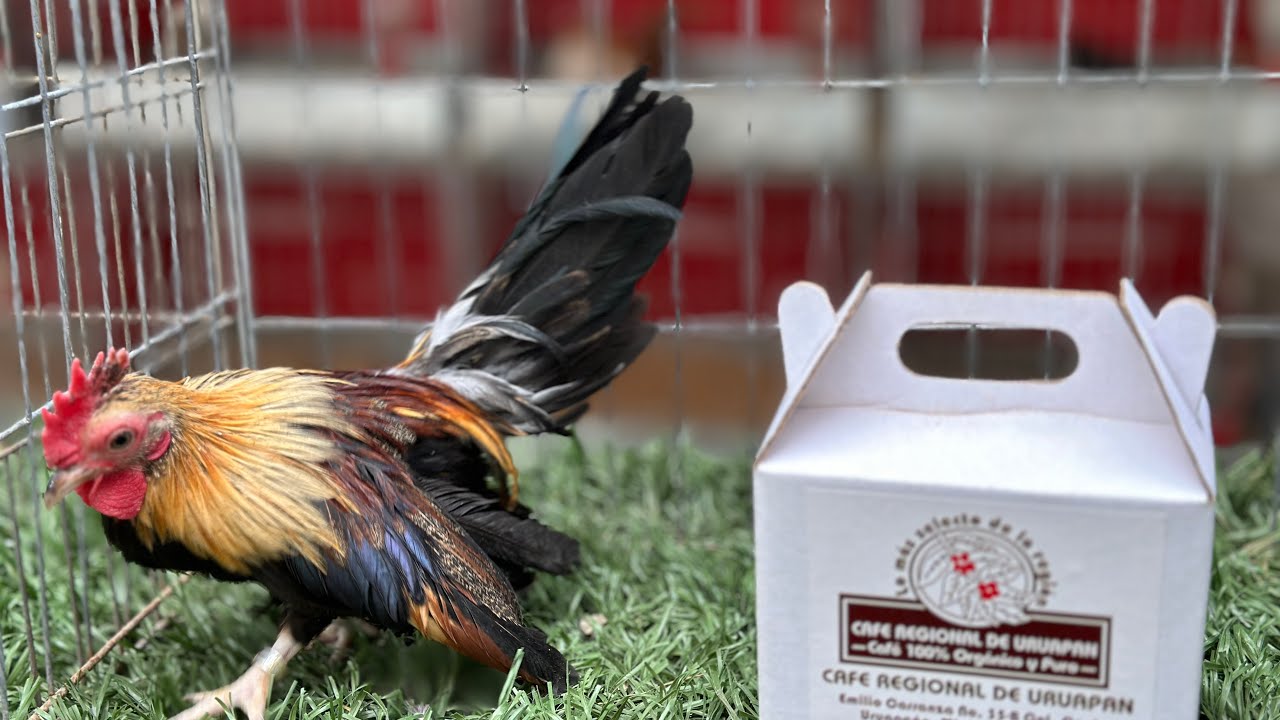 Pollos para desarrollar en Rancho la Amenaza  Enero