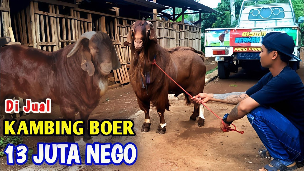 DI JUAL‼️Kambing Boer Juara 3 Kelas Extrim