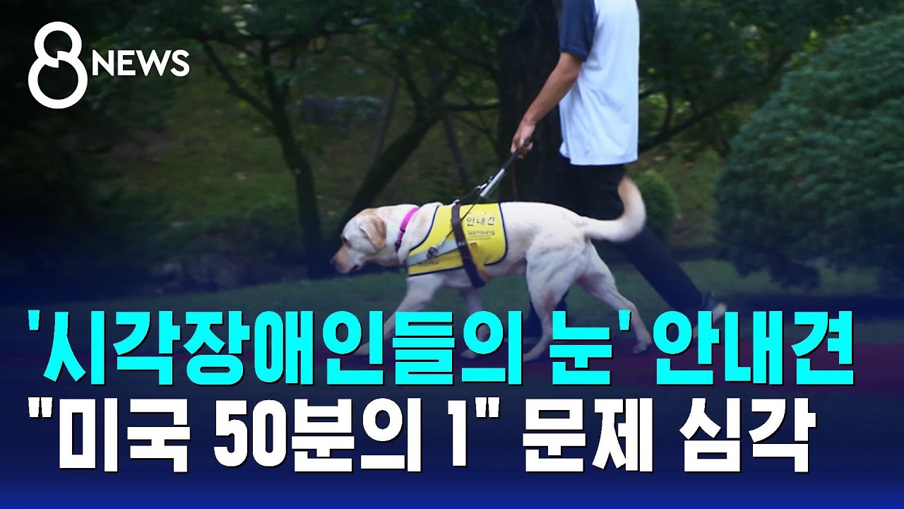 '시각장애인들의 눈' 안내견…