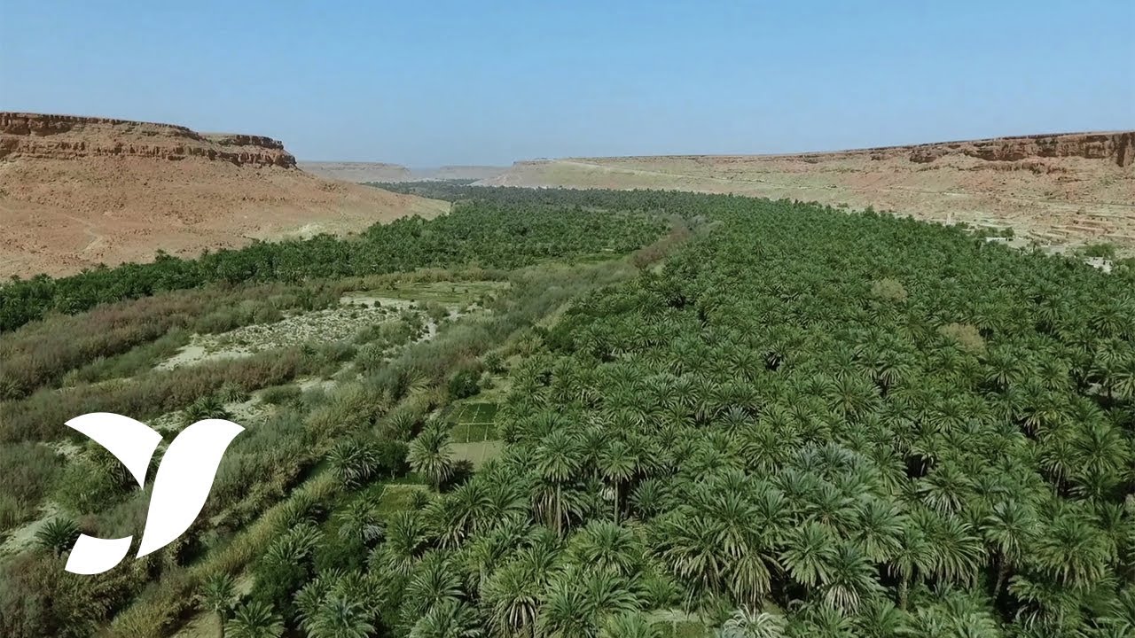 9 variétés de dattes marocaines