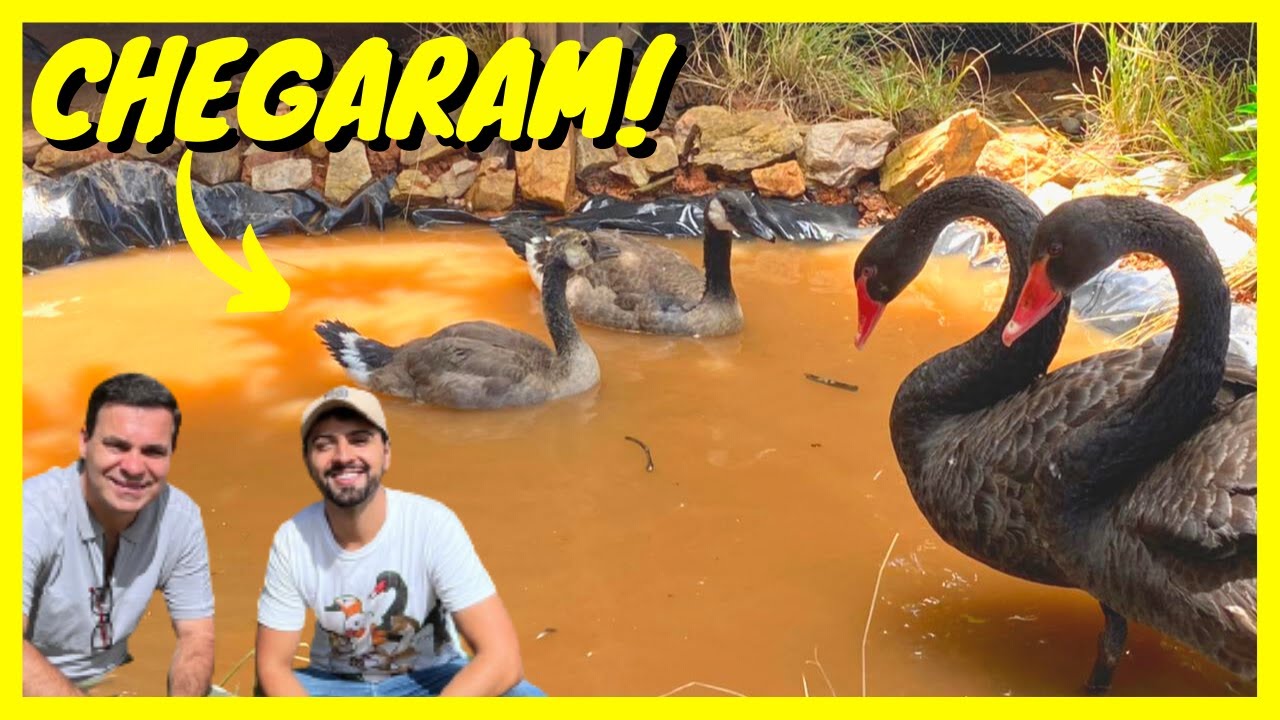 Ganhamos Gansos Canadenses de um Criatório de Aves Ornamentais | Gutejando