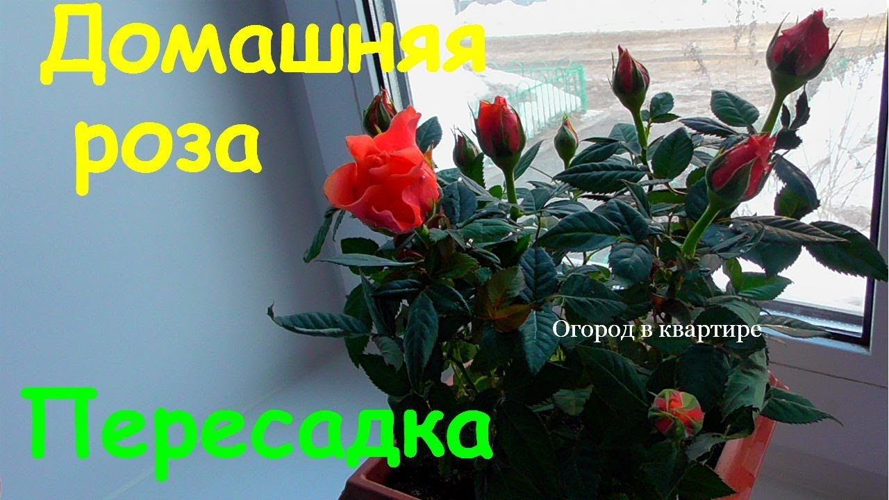 Домашняя роза как подарок к 8 марта.Пересадка после покупки
