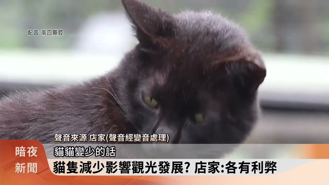 猴硐貓咪數量減 動保團體籲觀光模式轉型【客家新聞20260202】