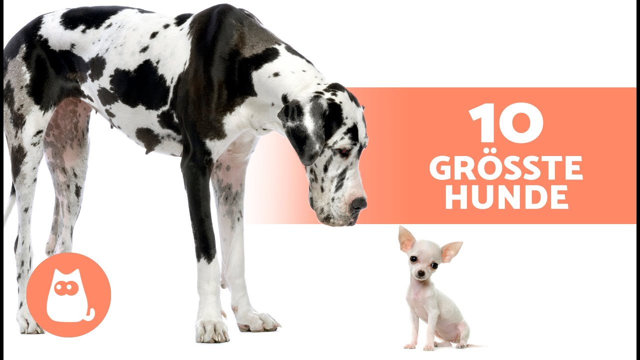 Top 10 der GR&Ouml;SSTEN HUNDE RASSEN der Welt 🐶