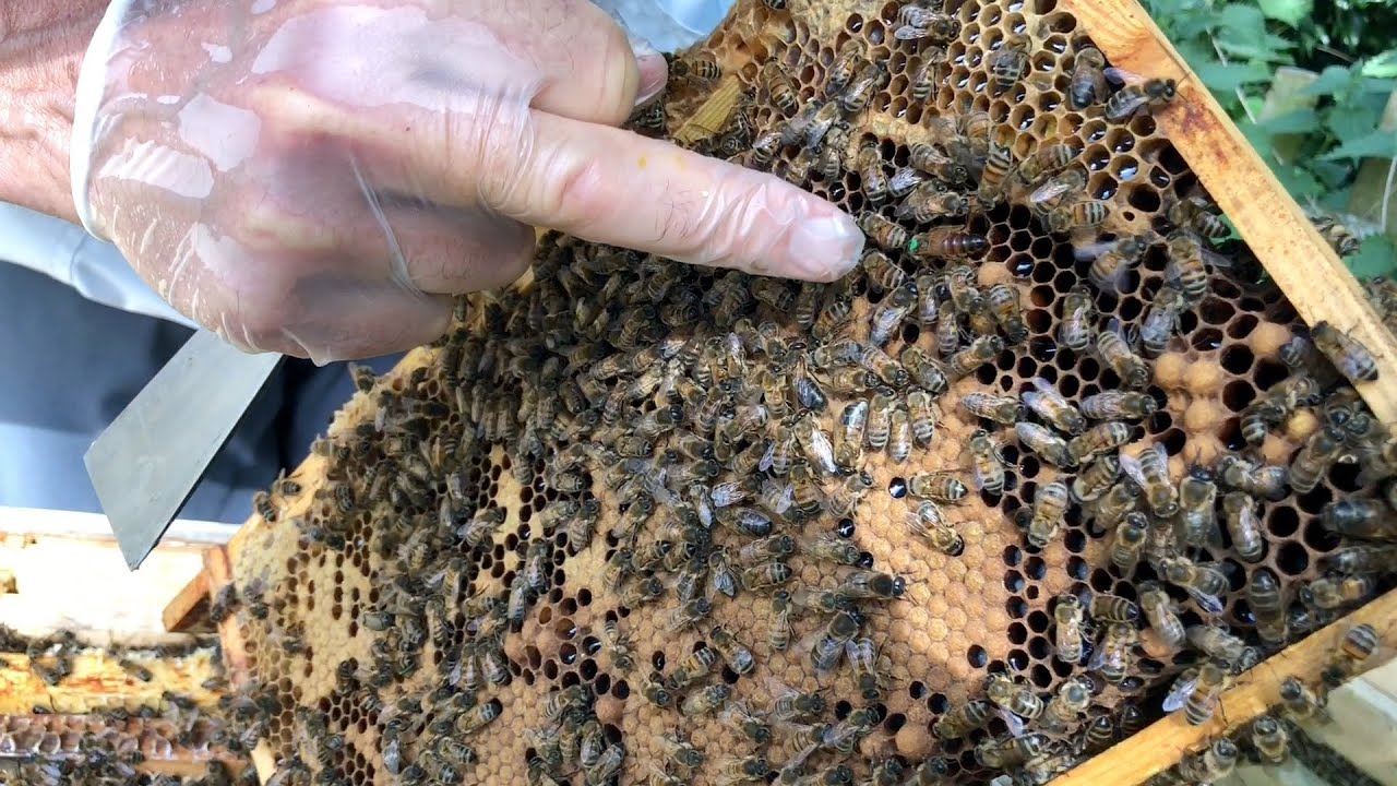 Learn Beekeeping With Cotswold Bees- Part 4 Inspecting The Hive